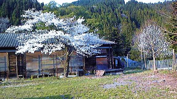 桜の季節２